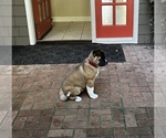 Small Photo #10 Akita Puppy For Sale in PORT LUDLOW, WA, USA
