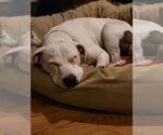 Small #2 American Staffordshire Terrier Mix