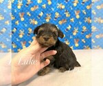 Image preview for Ad Listing. Nickname: Tiny Luke