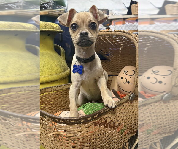 Medium Photo #2 Chug Puppy For Sale in Mundelein, IL, USA