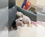 Small #4 Shih Tzu