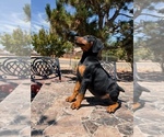 Puppy King Night Doberman Pinscher