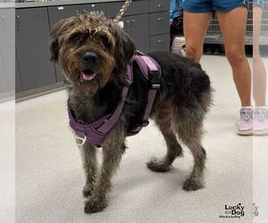 Lakeland Terrier-Unknown Mix Dogs for adoption in Washington, DC, USA