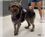 Fitz - Male Lakeland Terrier-Unknown Mix Dog for Adoption - Small photo