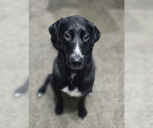 Alfie - Male Great Dane-Poodle (Standard) Mix Dog for Adoption - Photo #6
