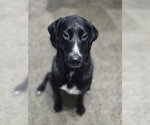 Small #5 Great Dane-Poodle (Standard) Mix