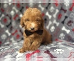 Small #4 Goldendoodle (Miniature)