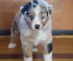 Puppy AKC Kiwi Australian Shepherd
