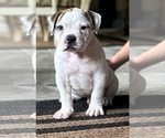 Image preview for Ad Listing. Nickname: Litter of 2