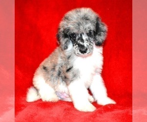Poodle (Standard) Puppy for sale in ASPERMONT, TX, USA