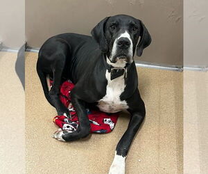 Great Dane Dogs for adoption in Bullard, TX, USA