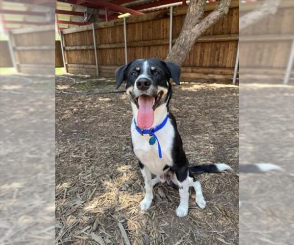 Medium Photo #1 Treeing Walker Coonhound-Unknown Mix Puppy For Sale in Plano, TX, USA