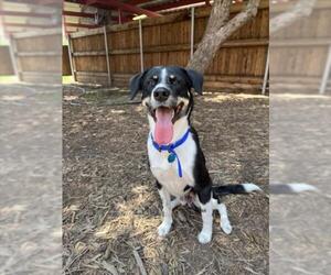 Treeing Walker Coonhound-Unknown Mix Dogs for adoption in Plano, TX, USA
