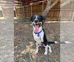 Small Treeing Walker Coonhound Mix