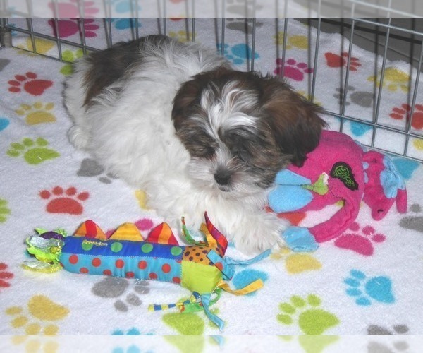 Medium Photo #5 Shorkie Tzu Puppy For Sale in ORO VALLEY, AZ, USA