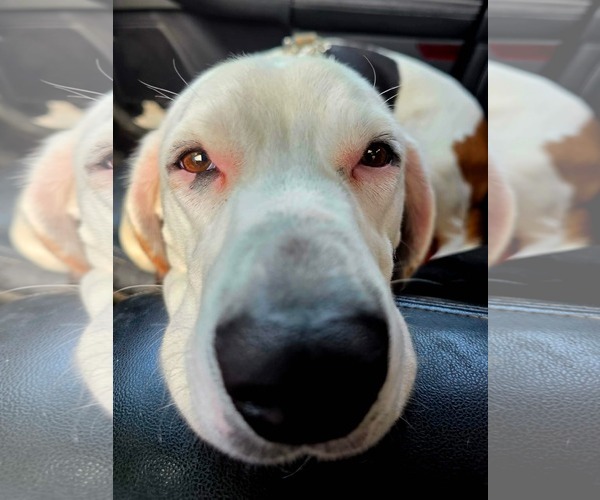 Medium Photo #6 Basset Hound-Unknown Mix Puppy For Sale in Brookville, OH, USA