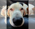 Small #5 Basset Hound Mix