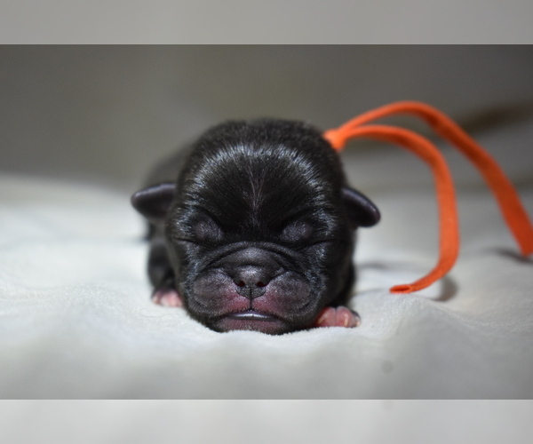 Medium Photo #2 Pug Puppy For Sale in PALM COAST, FL, USA