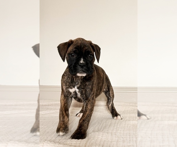 Medium Photo #6 Boxer Puppy For Sale in DENVER, PA, USA