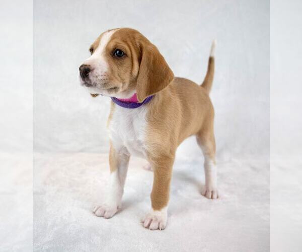 Medium Photo #5 Mutt Puppy For Sale in Kennesaw, GA, USA