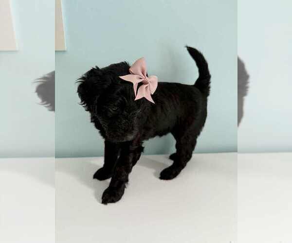 Medium Photo #5 Aussiedoodle-Labradoodle Mix Puppy For Sale in BRYANTOWN, MD, USA
