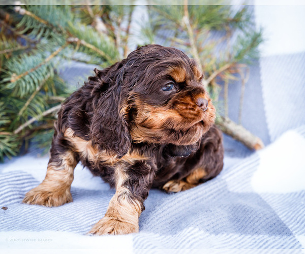 Medium Photo #7 Cocker Spaniel Puppy For Sale in WAKARUSA, IN, USA