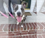 Small Photo #1 American Bully Puppy For Sale in RICHMOND, VA, USA
