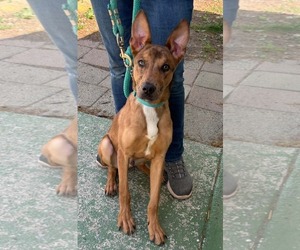 Mutt Dogs for adoption in Rustburg, VA, USA