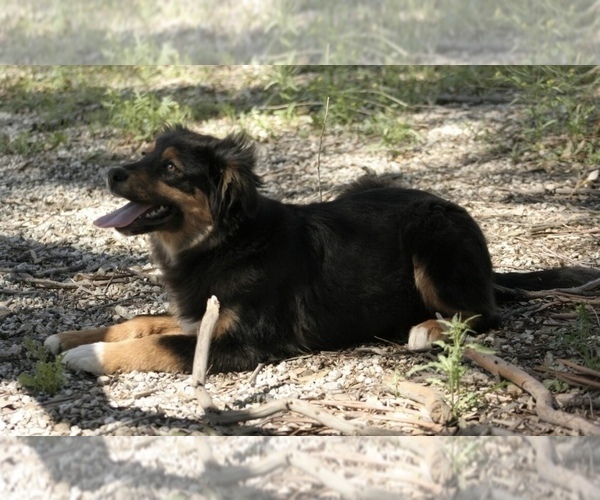 Medium Photo #2 Australian Shepherd Puppy For Sale in ACTON, CA, USA