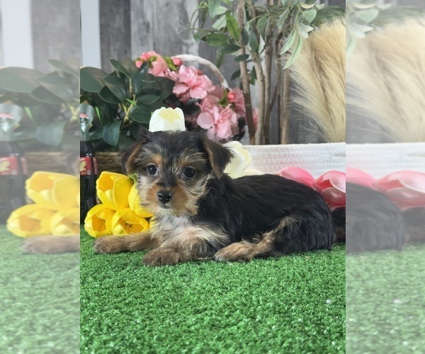 Medium Photo #1 Yorkshire Terrier Puppy For Sale in CANOGA, NY, USA