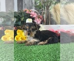 Small Yorkshire Terrier