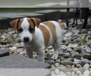 Jack Russell Terrier Puppy for sale in MOUNT VERNON, IL, USA
