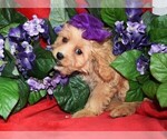 Small Photo #1 Cavapoo Puppy For Sale in BARNESVILLE, KS, USA