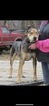 Small Photo #1 Catahoula Leopard Dog Puppy For Sale in OMAHA, NE, USA