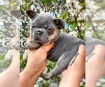Small Photo #1 French Bulldog Puppy For Sale in OJAI, CA, USA