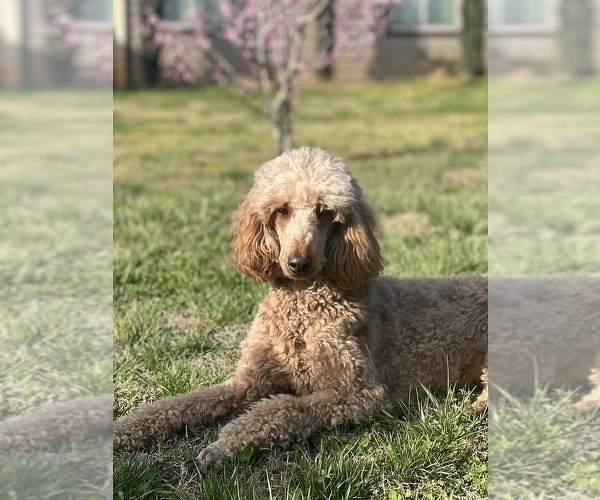 Medium Photo #1 Poodle (Standard) Puppy For Sale in LANCASTER, SC, USA