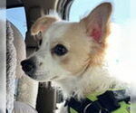 Small #1 Chihuahua Mix