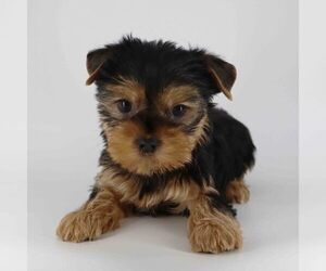 Yorkshire Terrier Puppy for sale in LOS ANGELES, CA, USA