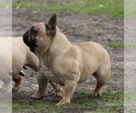 Small Photo #4 French Bulldog Puppy For Sale in BUCHANAN DAM, TX, USA