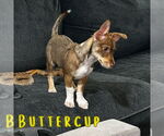 Small #11 Dachshund Mix