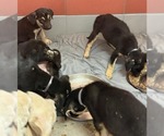 Small #3 German Shepherd Dog Mix