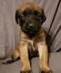 Small Photo #2 Cane Corso-Mastiff Mix Puppy For Sale in ANTELOPE, CA, USA