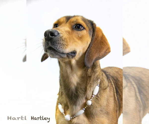 Medium Photo #4 Mutt Puppy For Sale in Hot Springs Village, AR, USA