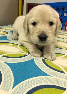 Medium Photo #1 Golden Retriever Puppy For Sale in WAUKESHA, WI, USA