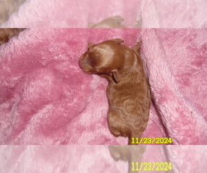 Poodle (Toy) Puppy for sale in DULUTH, GA, USA