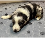 Puppy Girl 5 Australian Shepherd