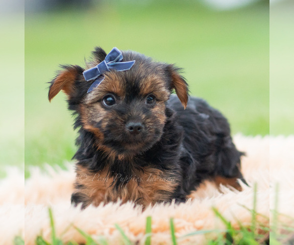 Medium Photo #8 Yorkshire Terrier Puppy For Sale in WARSAW, IN, USA