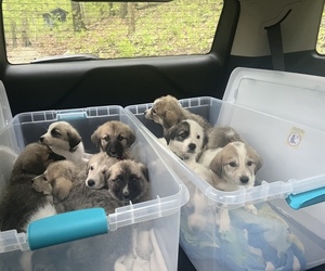 German Shepherd Dog-Great Pyrenees Mix Puppy for sale in OTTO, MO, USA