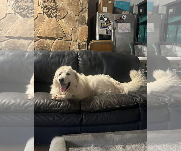 Medium Photo #11 Great Pyrenees Puppy For Sale in Spring, TX, USA