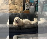 Small Photo #11 Great Pyrenees Puppy For Sale in Spring, TX, USA